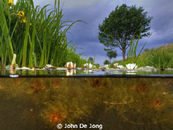 Some half-half in fresh water from last weekend. Used HDR... by John De Jong 